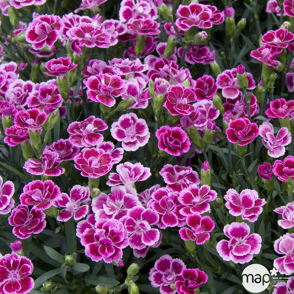Dianthus 1L - Coloris variables