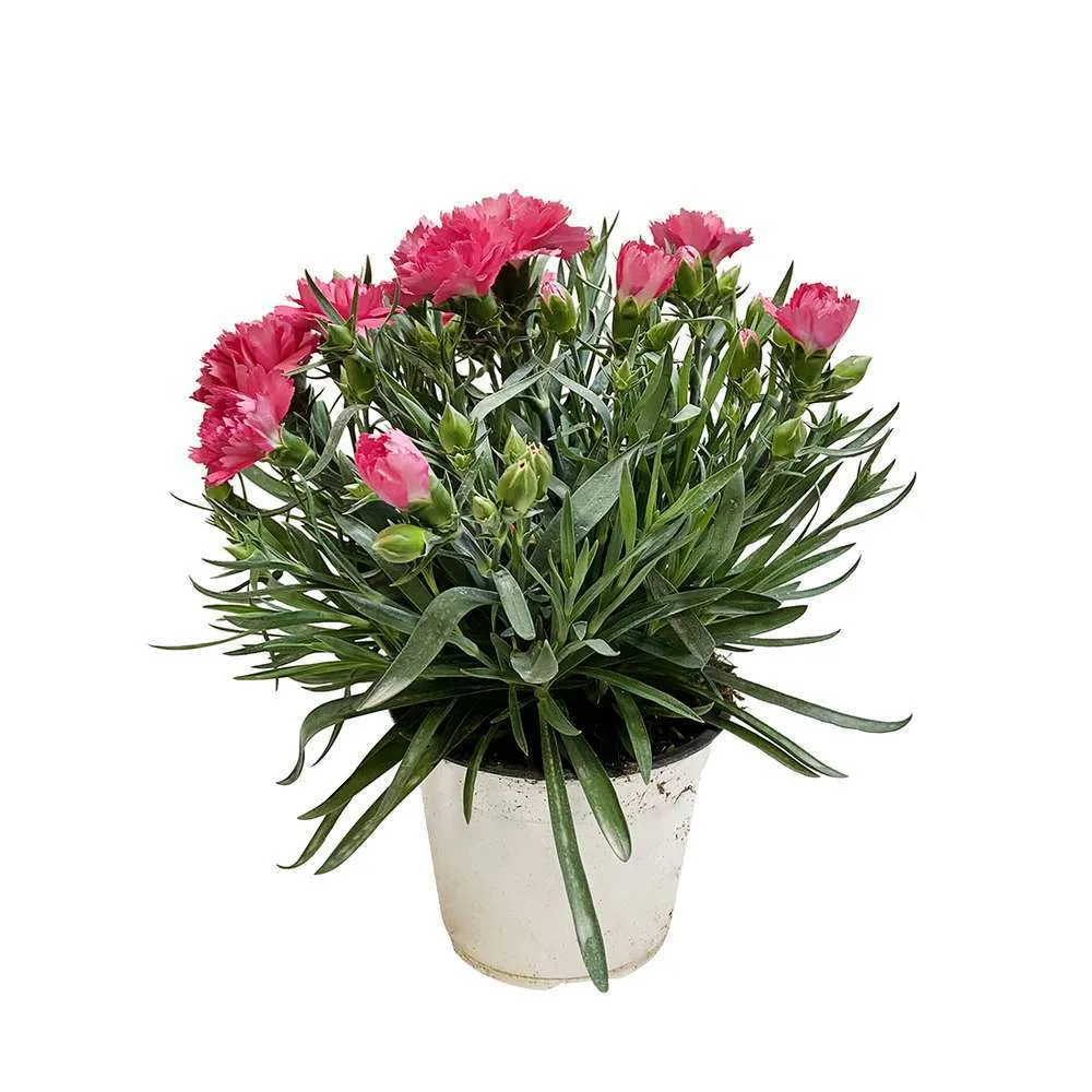 Dianthus 1L - Coloris variables